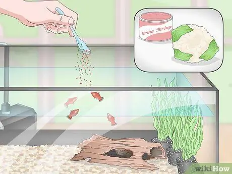 Разведение и уход за пластинами Шаг 9