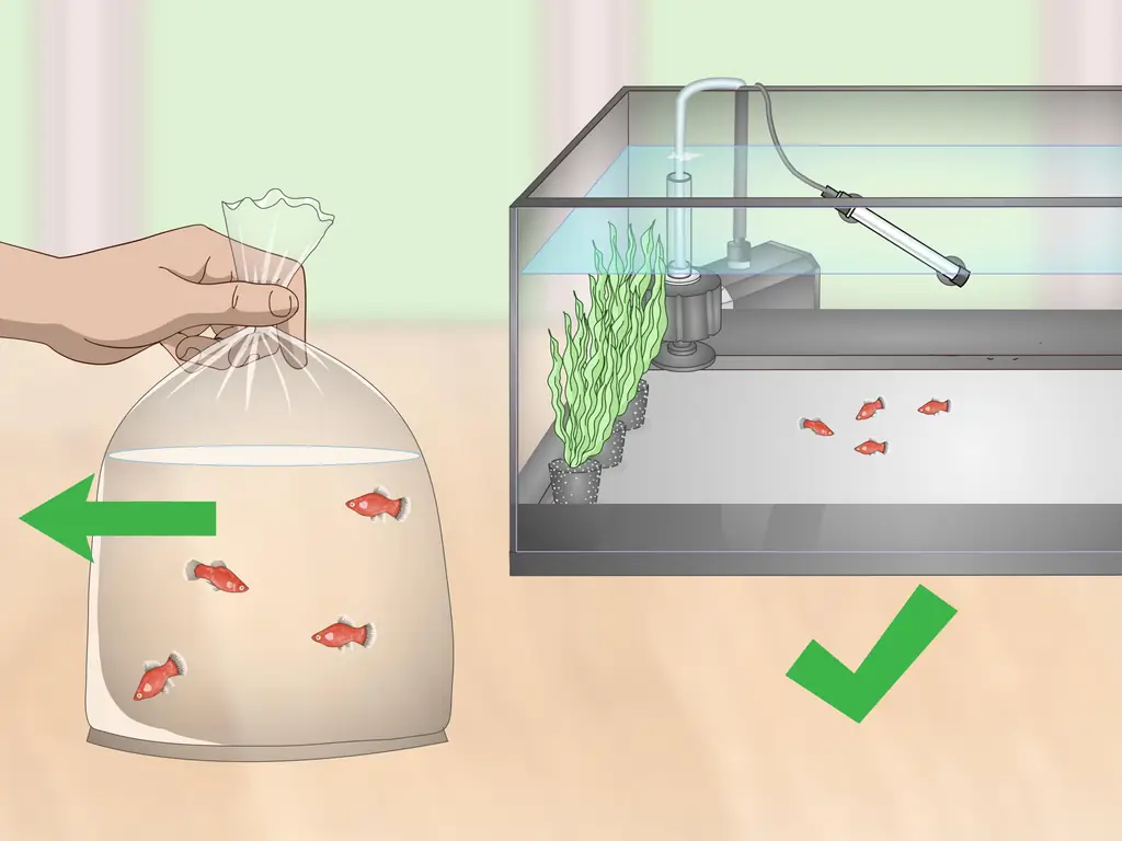 3 способа разведения платин и ухода за ними