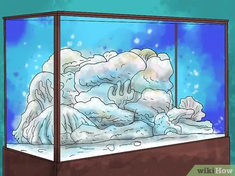 Порода рыба-клоун Шаг 1