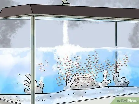 Порода рыба-клоун Шаг 13