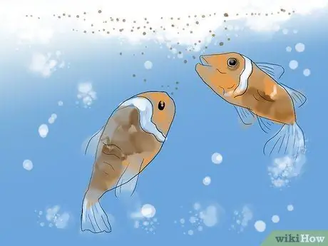 Порода рыба-клоун Шаг 15