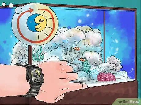 Порода рыба-клоун Шаг 6