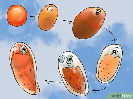 Порода рыба-клоун Шаг 9