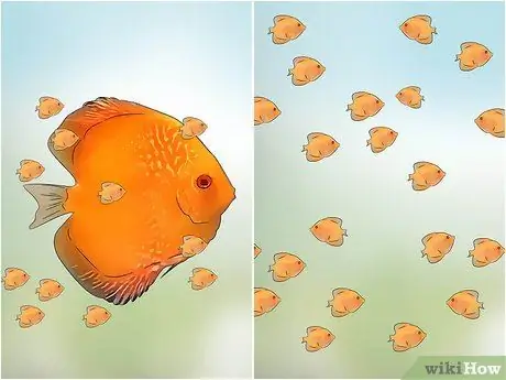 Породный дискус Шаг 10