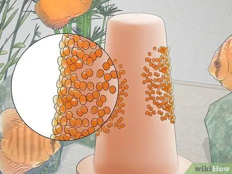 Породный дискус Шаг 12