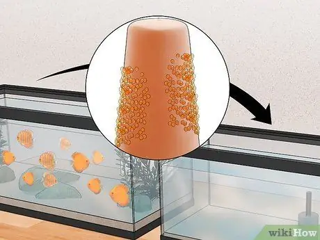 Породный дискус Шаг 16