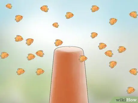 Породный дискус Шаг 17