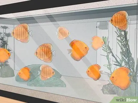 Породный дискус Шаг 2