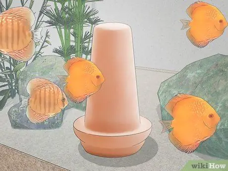 Породный дискус Шаг 7