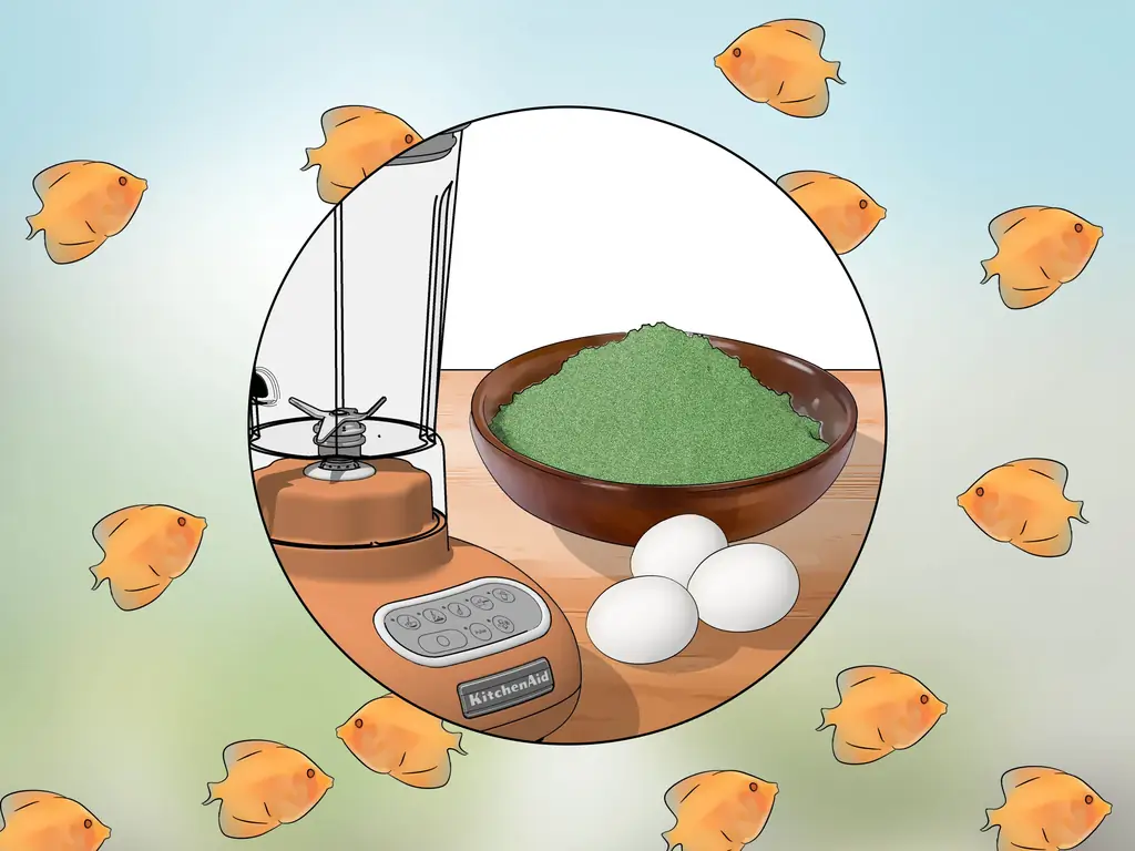 Как разводить дискусов (с иллюстрациями)