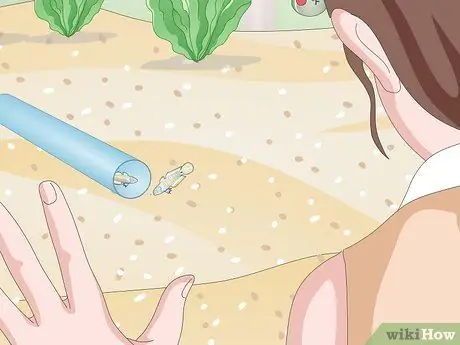 Порода павлиньих песков Шаг 10