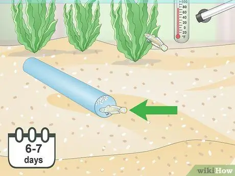 Порода павлиньих песков Шаг 11