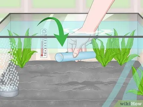 Порода павлиньих песков Шаг 12