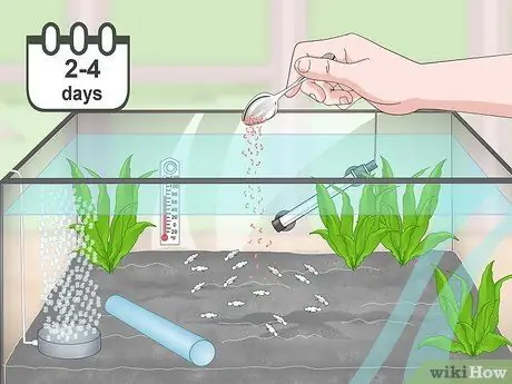 Порода павлиньих песков Шаг 13