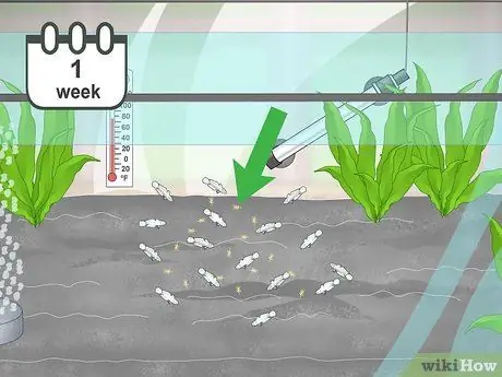 Порода павлиньих песков Шаг 14