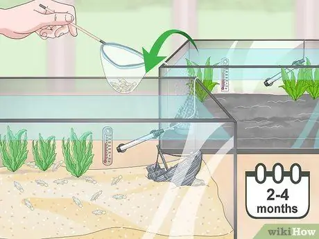 Порода павлиньих песков Шаг 16