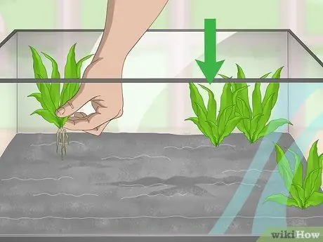 Порода павлиньих песков Шаг 2