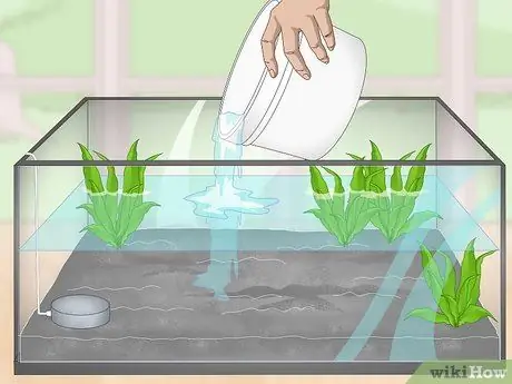 Порода павлиньих песков Шаг 4