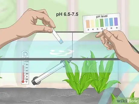 Порода павлиньих песков Шаг 6