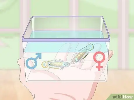 Порода павлиньих песков Шаг 8