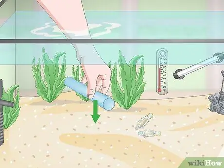 Порода павлиньих песков Шаг 9