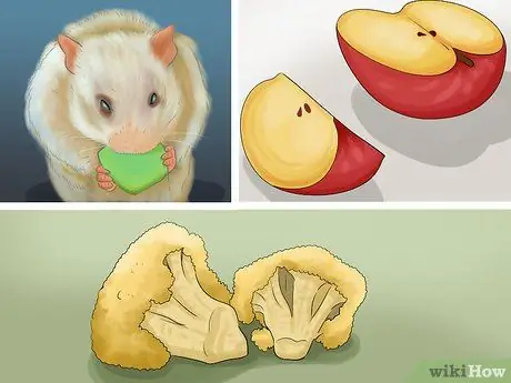 Уход за хомяком при небольшом бюджете Шаг 5