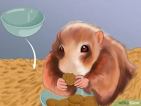 Уход за хомяком при небольшом бюджете Шаг 6