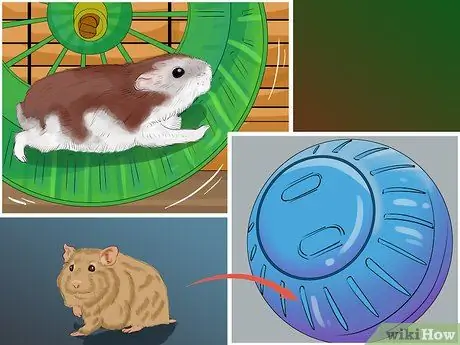 Уход за хомяком при небольшом бюджете Шаг 8