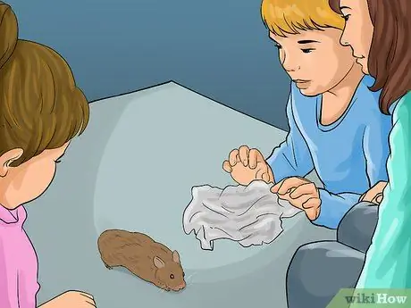 Уход за хомяком при небольшом бюджете Шаг 9