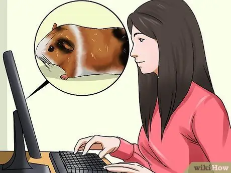 Убедите родителей купить вам морскую свинку Шаг 1