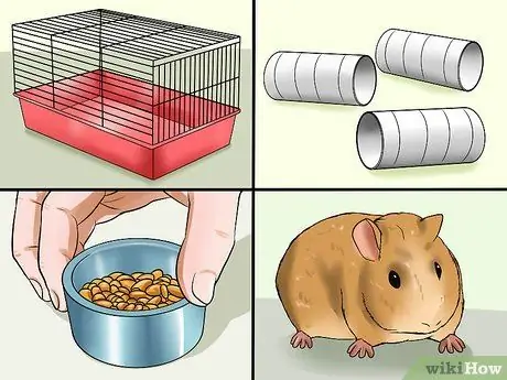 Убедите родителей купить вам морскую свинку Шаг 7