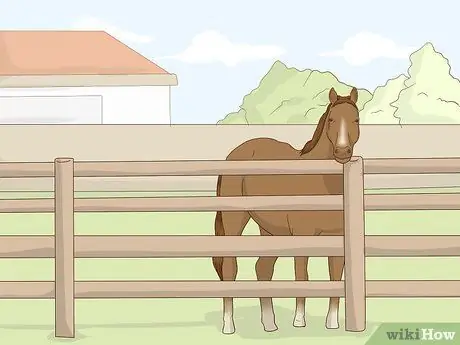 Убедите родителей подарить вам лошадь Шаг 4