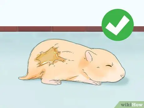 Искупайте хомяка в ванне Шаг 3