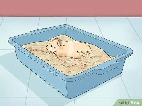 Искупайте своего хомяка Шаг 4