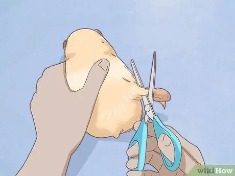 Искупайте своего хомяка Шаг 5