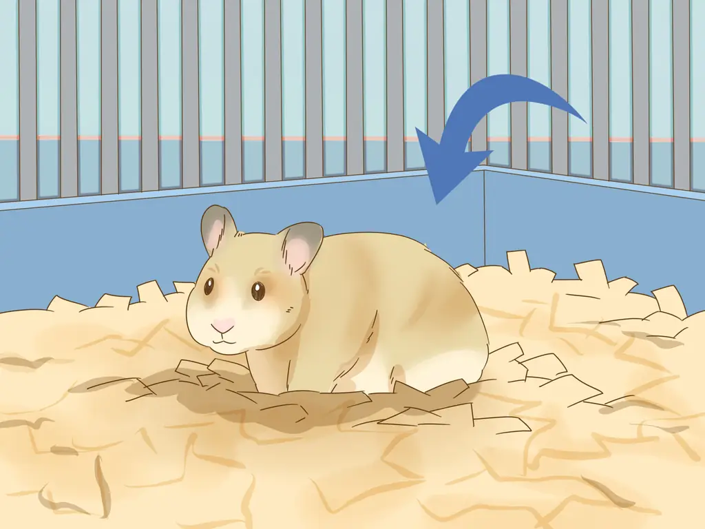 3 способа искупать хомяка