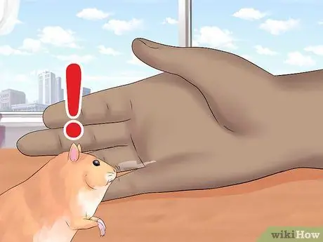 Приручите своего хомяка, шаг 14