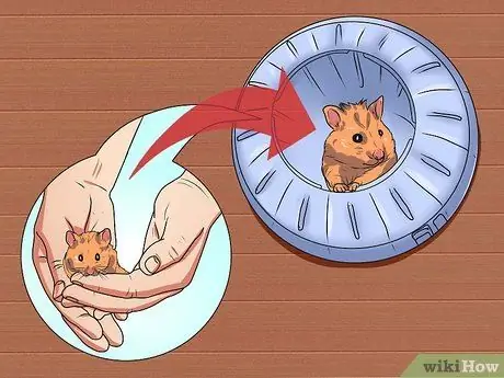 Очистите клетку для хомяка, шаг 3