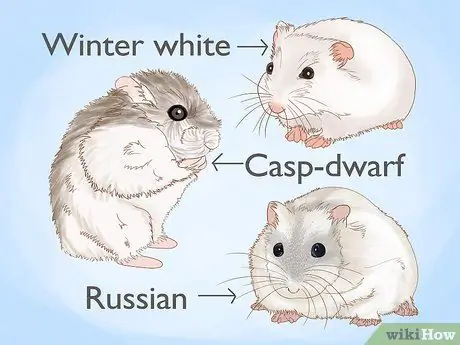 Порода хомяков Шаг 1