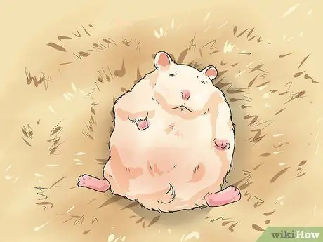 Заставить карликовых хомяков перестать кусать клетку Шаг 3