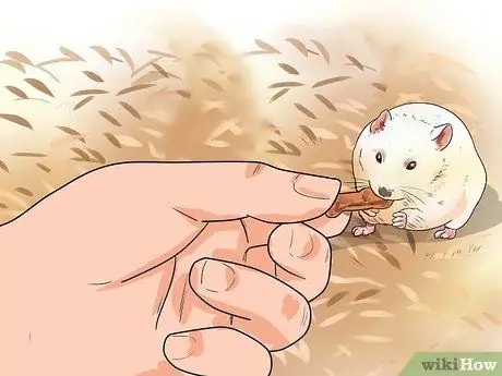 Заставьте карликовых хомяков перестать кусать клетку Шаг 6