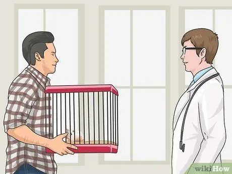 Заставить карликовых хомяков перестать кусать клетку Шаг 8