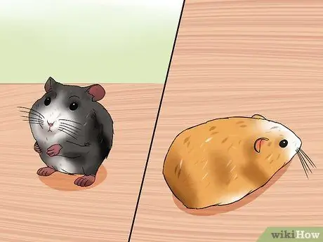 Узнайте, когда отделять хомяков Шаг 13