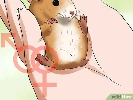 Узнайте, когда отделять хомяков Шаг 14