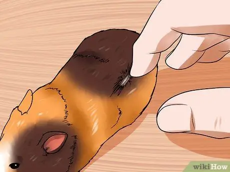 Узнайте, когда отделять хомяков Шаг 9