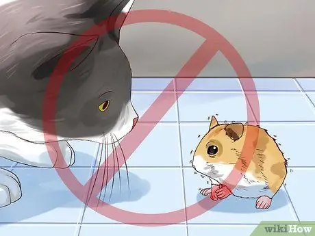 Вылечите своего больного хомяка Шаг 10