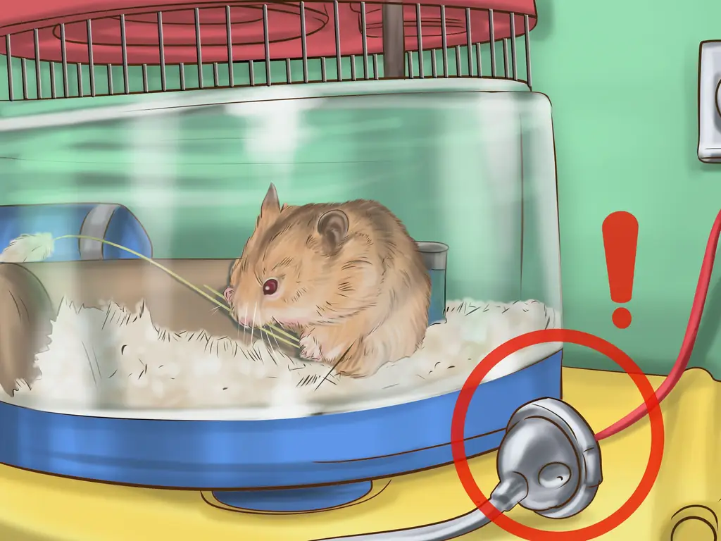 Как создать связь со своим хомяком: 11 шагов (с изображениями)