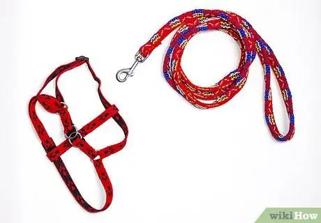 Выведи кошку на прогулку Шаг 1