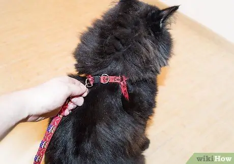 Выведи кошку на прогулку, шаг 2