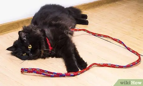 Выведи кошку на прогулку Шаг 3